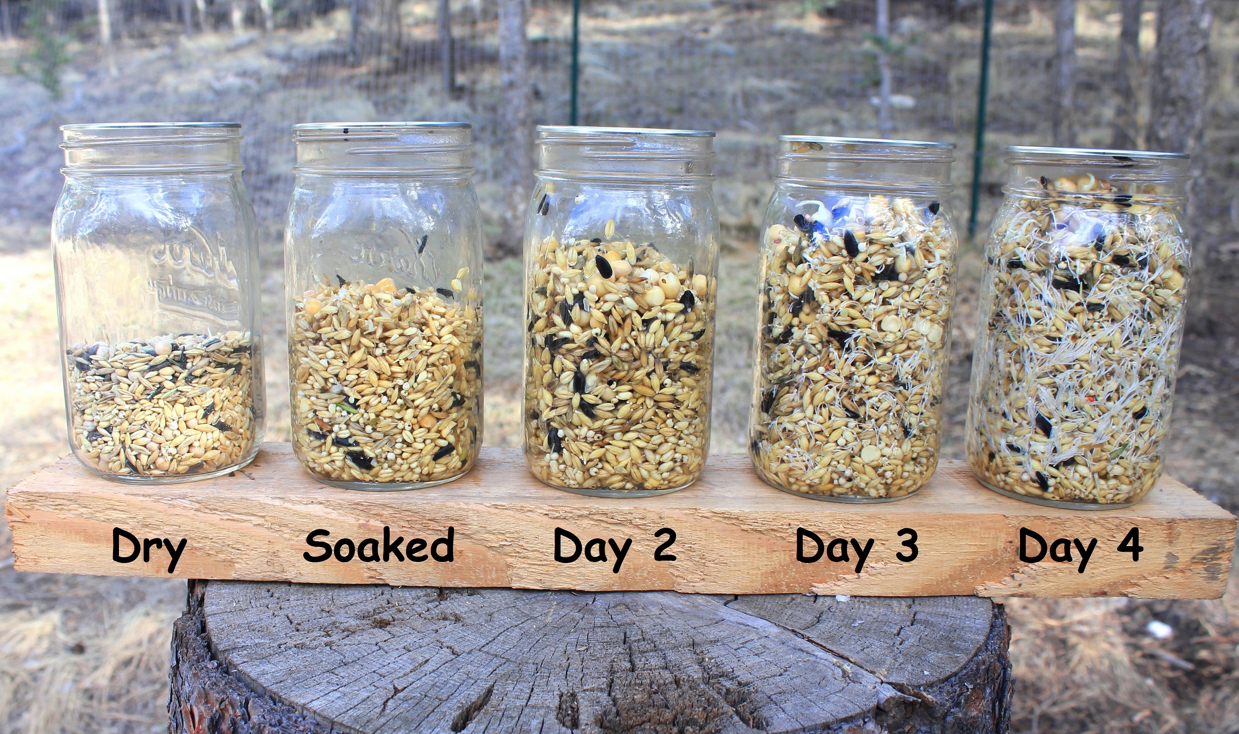 How To Sprout Animal Feed - Falcone Family Farms Blog