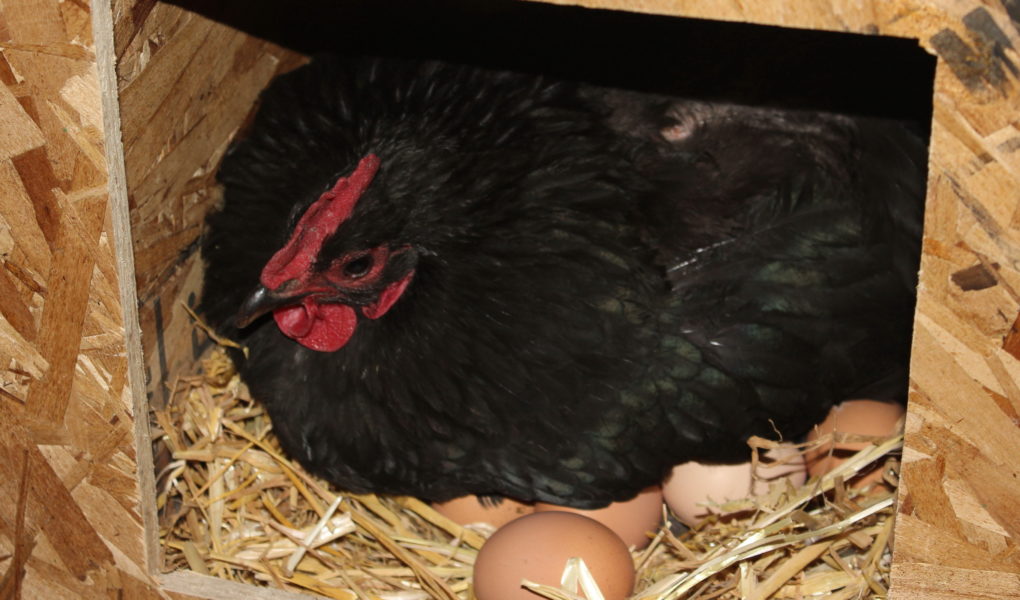 Dealing With Broody Hens - Hatching Eggs Or How To Stop ...