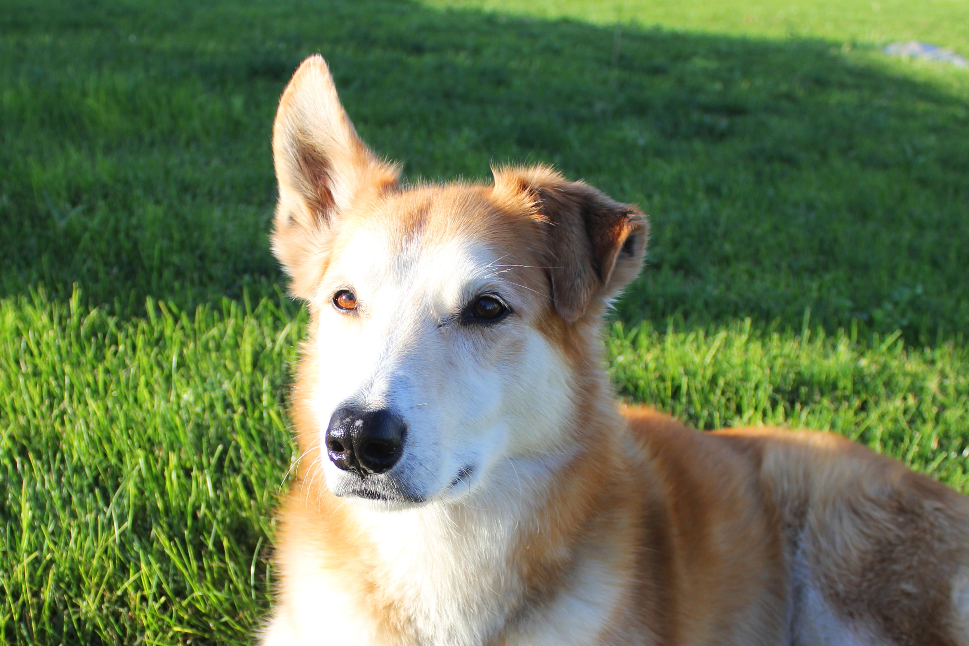 Ear Hematomas In Dogs - Falcone Family Farms Blog
