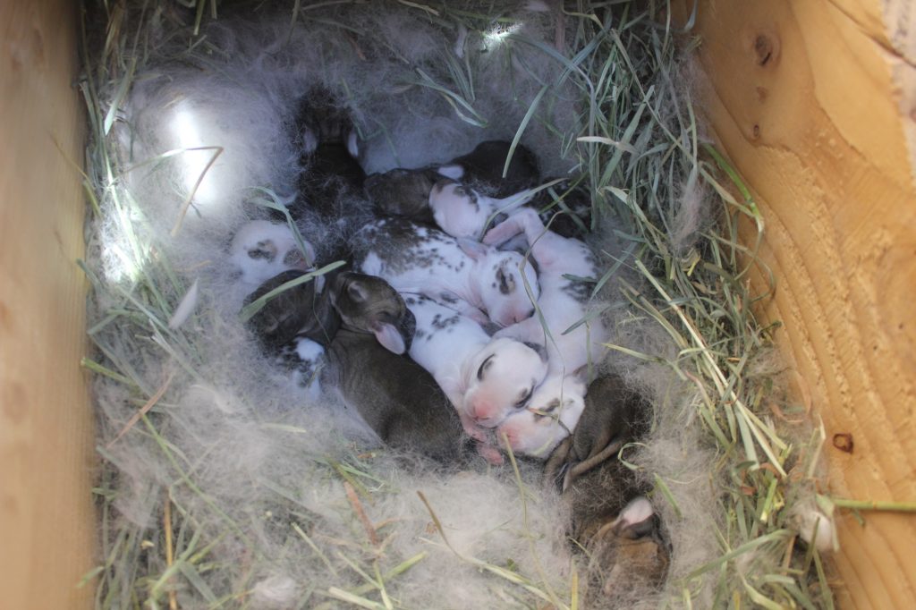 Feeding Baby Rabbits Raw Goats Milk - Falcone Family Farms Blog