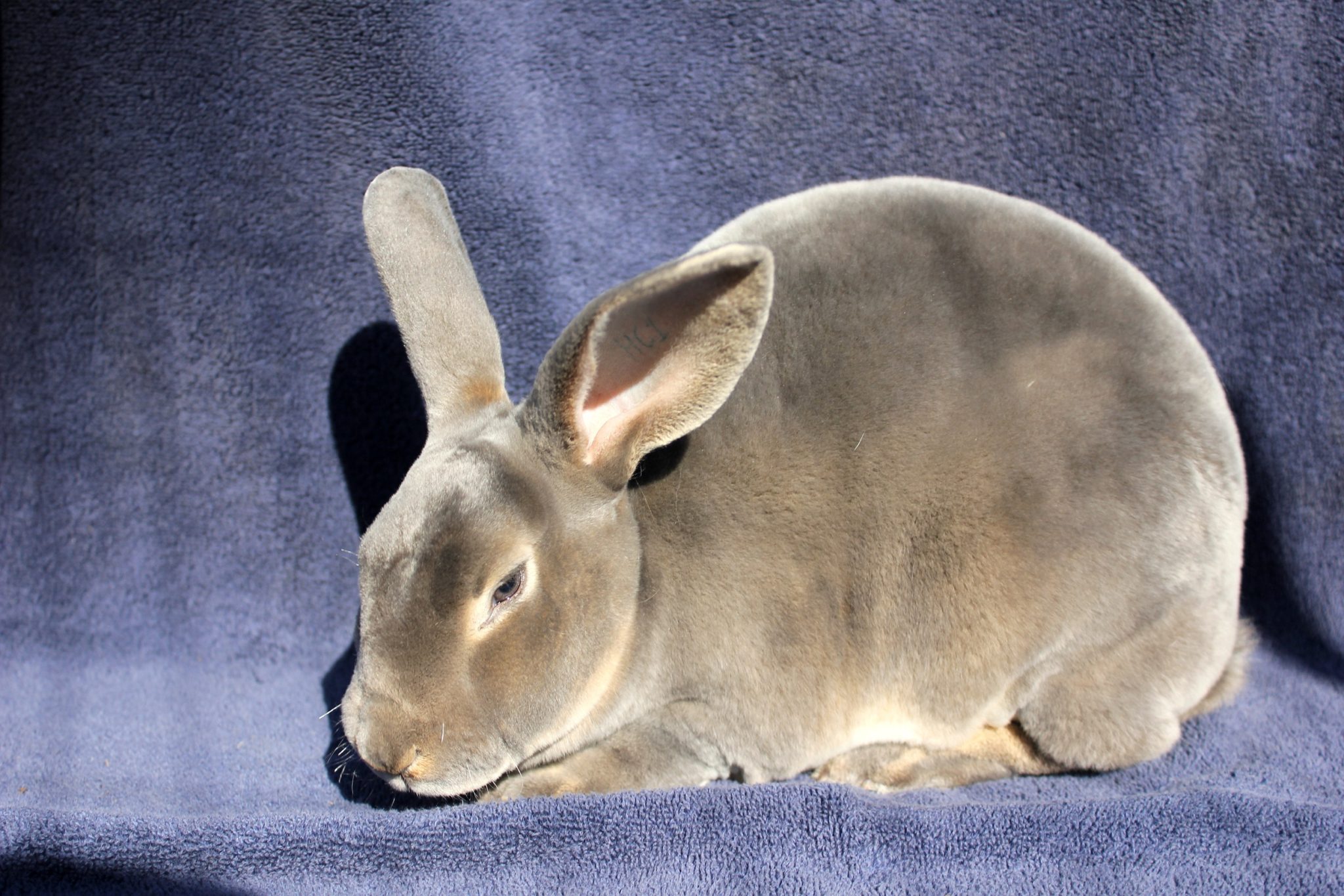 Different Meat Rabbit Breeds Falcone Family Farms Blog