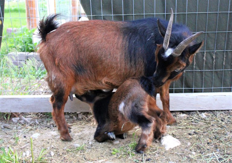 3 Most Common Goat Diseases - Falcone Family Farms Blog